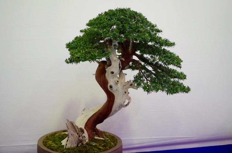 bonsai_dead wood