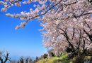 2017 Kagawa Cherry Blossom Information