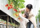 Enjoy Strawberry Picking in Kagawa!