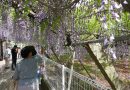 A Romantic Spring Day Experience Under the Wisteria Flowers