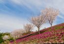Next to the Sakura season – The blooming Shibazakura