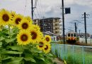 Busshozan Farm – Sunflowers under the sunny day
