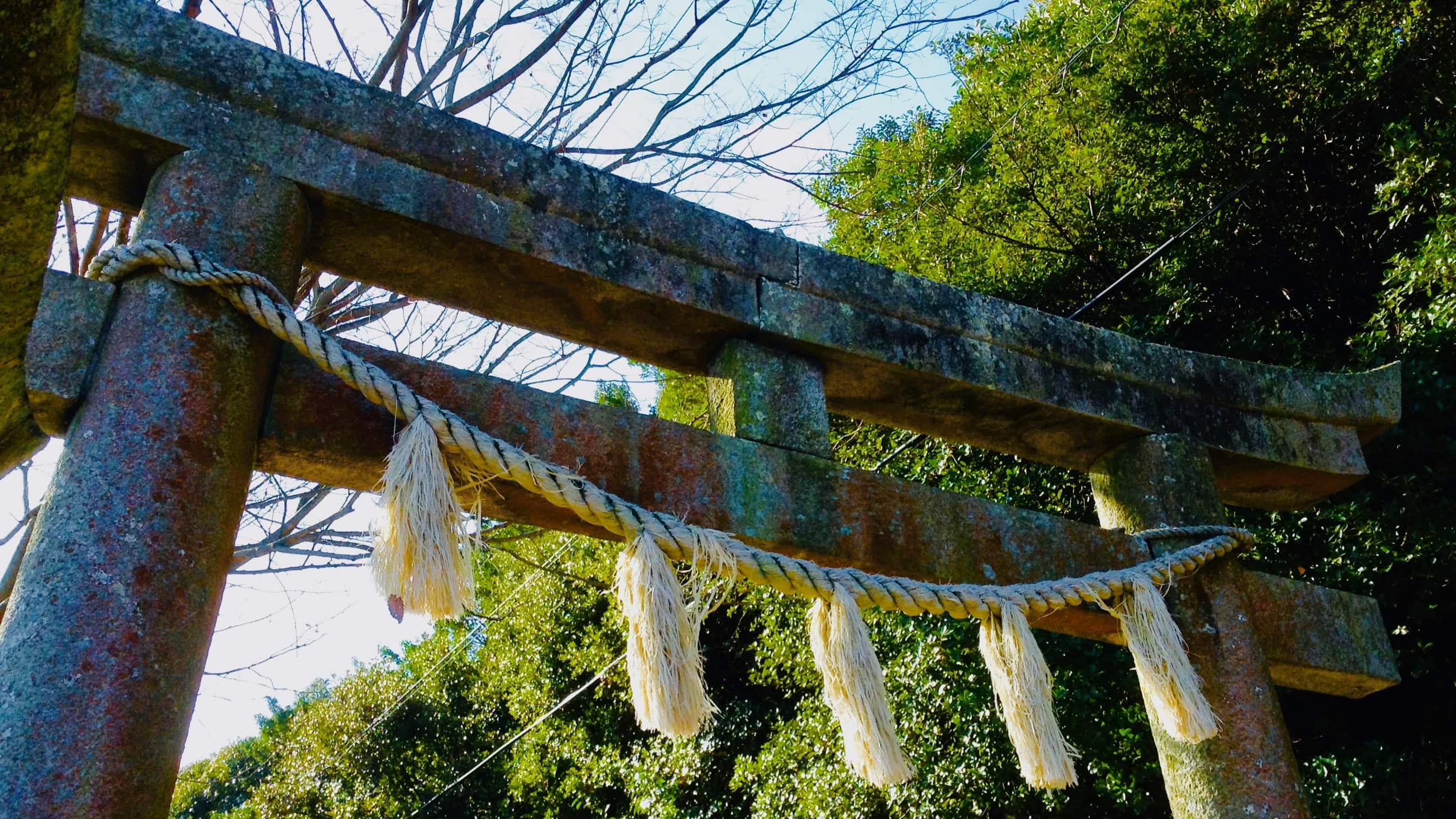 赞岐的骄傲！活艺术“高松盆栽” | 高松观光 | Experience Takamatsu（体验高松）